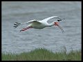 _8SB8620 white ibis